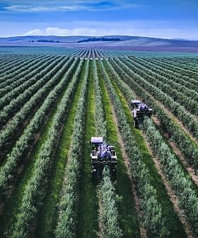 Two tractors working in a green olive orchard with rows of olive trees. - Olive Oil Times