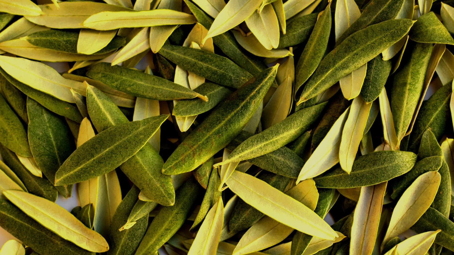 A close-up view of a pile of green and yellow olive leaves arranged together. - Olive Oil Times
