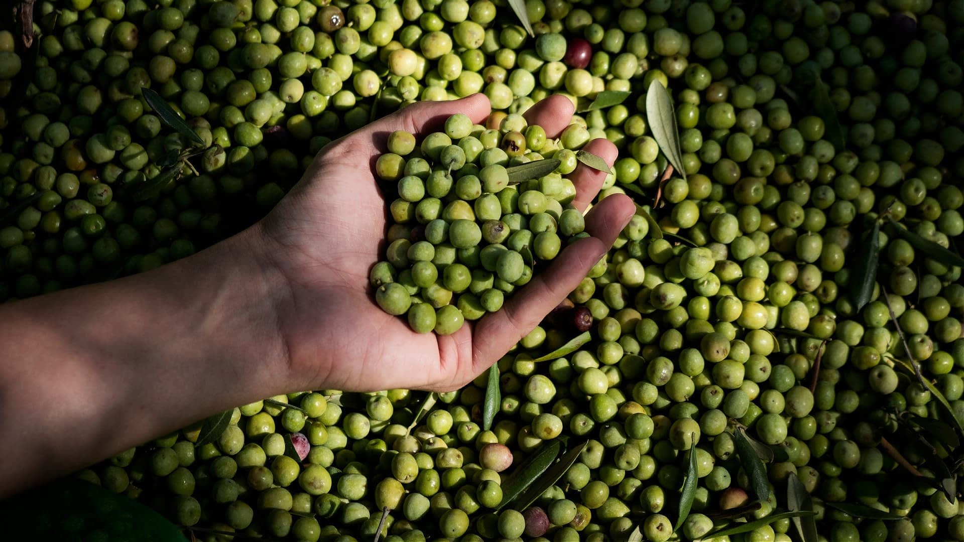 A hand holding a handful of green olives above a larger pile of olives on the ground. - Olive Oil Times