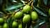 Close-up of green olives on a branch with water droplets on leaves and fruit. - Olive Oil Times