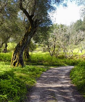 A winding pathway surrounded by olive trees and green vegetation in a natural setting. - Olive Oil Times