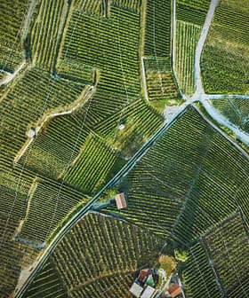 Aerial view of neatly arranged vineyards with rows of grapevines and dirt paths. - Olive Oil Times