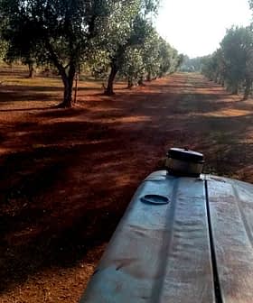 View from a tractor in an olive grove with rows of olive trees and a dirt path. - Olive Oil Times