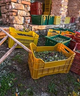 Various colorful crates filled with harvested olives placed near a stone structure. - Olive Oil Times