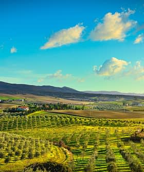 Panoramic view of olive groves and rolling hills in Tuscany under a blue sky with clouds. - Olive Oil Times