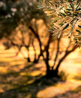Close-up of olive tree leaves with a blurred background of an olive grove. - Olive Oil Times