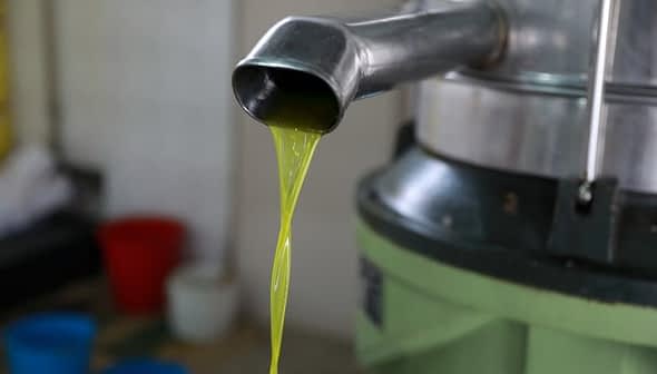 Stream of fresh olive oil flowing from a metal spout during the extraction process. - Olive Oil Times