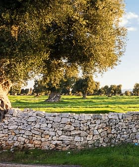 Olive trees in a field with a stone wall in the foreground under a clear sky. - Olive Oil Times