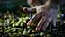 A hand sorting olives with data visualizations and graphs overlaid on the image. - Olive Oil Times