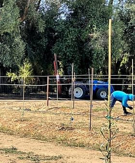 Individual in a blue hoodie tending to crops in a field with a tractor in the background. - Olive Oil Times