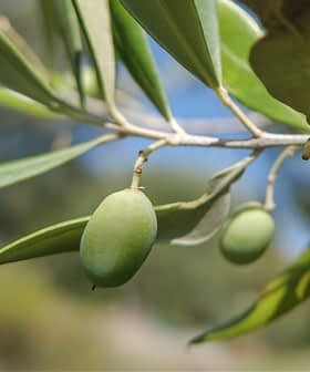 Close-up of an olive branch featuring green olives and leaves against a blurred background. - Olive Oil Times