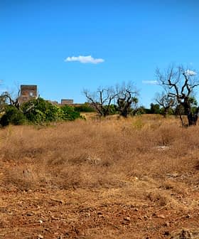 A dry landscape featuring sparse vegetation and distant ruins under a clear blue sky. - Olive Oil Times