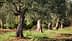 Several olive trees with thick trunks and green leaves in a field setting. - Olive Oil Times