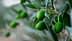 Close-up of green olives growing on a branch of an olive tree with leaves. - Olive Oil Times