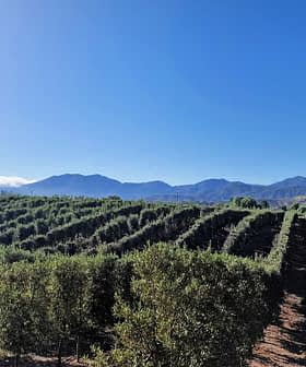 Olive trees arranged in rows with mountains visible in the background under a clear blue sky. - Olive Oil Times