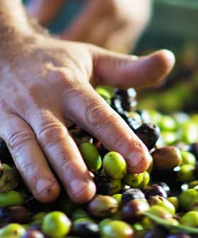 A hand sorting through a mixture of green and black olives in a collection. - Olive Oil Times