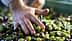 A hand sorting through a mixture of green and black olives in a collection. - Olive Oil Times