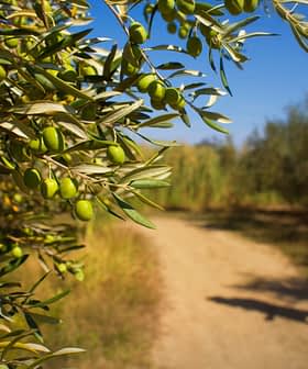 Close-up of an olive tree branch with green olives and a person walking on a path in the background. - Olive Oil Times