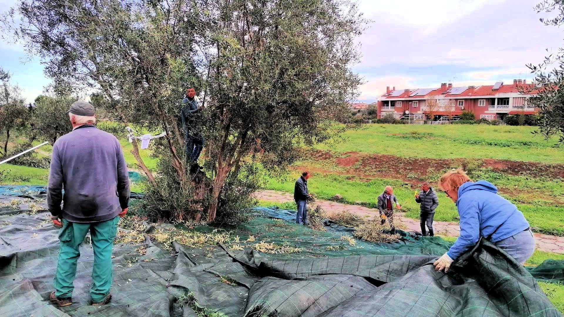 Group of people harvesting olives from trees while collecting fallen olives on tarps. - Olive Oil Times