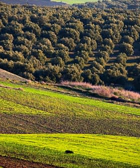 Aerial view of a green landscape featuring rows of olive trees and fields. - Olive Oil Times