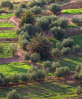 Aerial view of agricultural fields with green crops and olive trees in a patterned layout. - Olive Oil Times