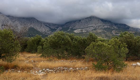 Mountain landscape featuring trees in the foreground and clouds covering the peaks in the background. - Olive Oil Times