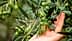A hand gently touching an olive branch with unripe green olives and leaves. - Olive Oil Times