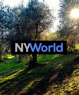 Olive trees in a grove with sunlight filtering through the branches. - Olive Oil Times