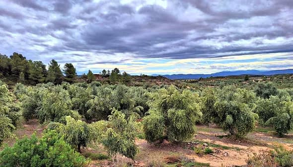 A view of a lush olive grove with numerous olive trees under a cloudy sky. - Olive Oil Times