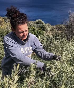 Woman in a gray sweatshirt tending to olive plants in a hilly area near the sea. - Olive Oil Times