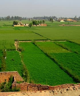 Expansive green agricultural fields with varying shades of crops in a rural landscape. - Olive Oil Times
