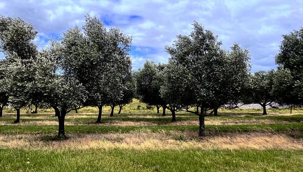 Row of olive trees with green foliage in a grassy field under a cloudy sky. - Olive Oil Times