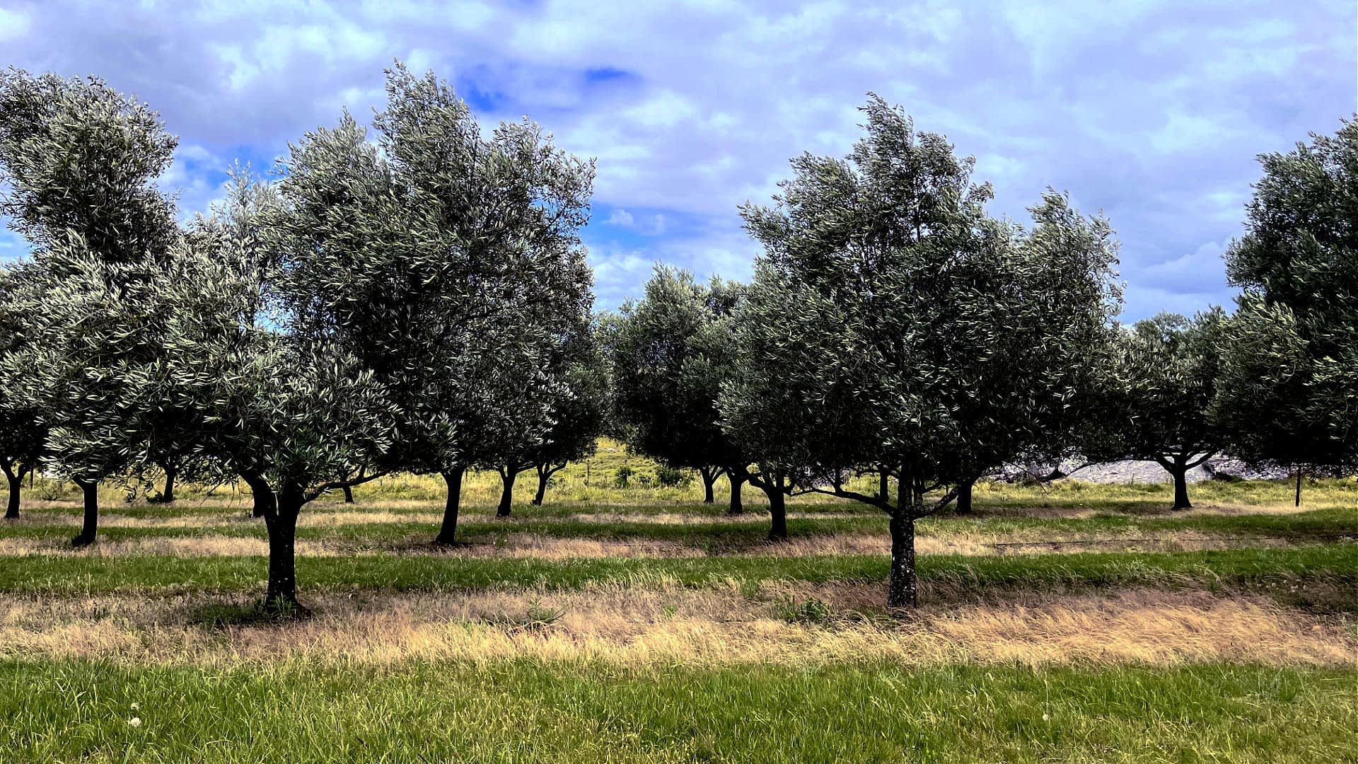 Row of olive trees with green foliage in a grassy field under a cloudy sky. - Olive Oil Times