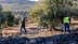 Two workers harvesting olives from trees in an orchard using long poles. - Olive Oil Times