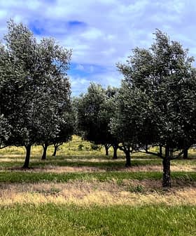 Row of olive trees with green foliage in a grassy field under a cloudy sky. - Olive Oil Times