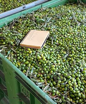 Two large green storage bins filled with green olives and a notebook on top of the olives. - Olive Oil Times