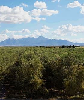 Expansive olive grove with trees and mountains visible in the background under a cloudy sky. - Olive Oil Times