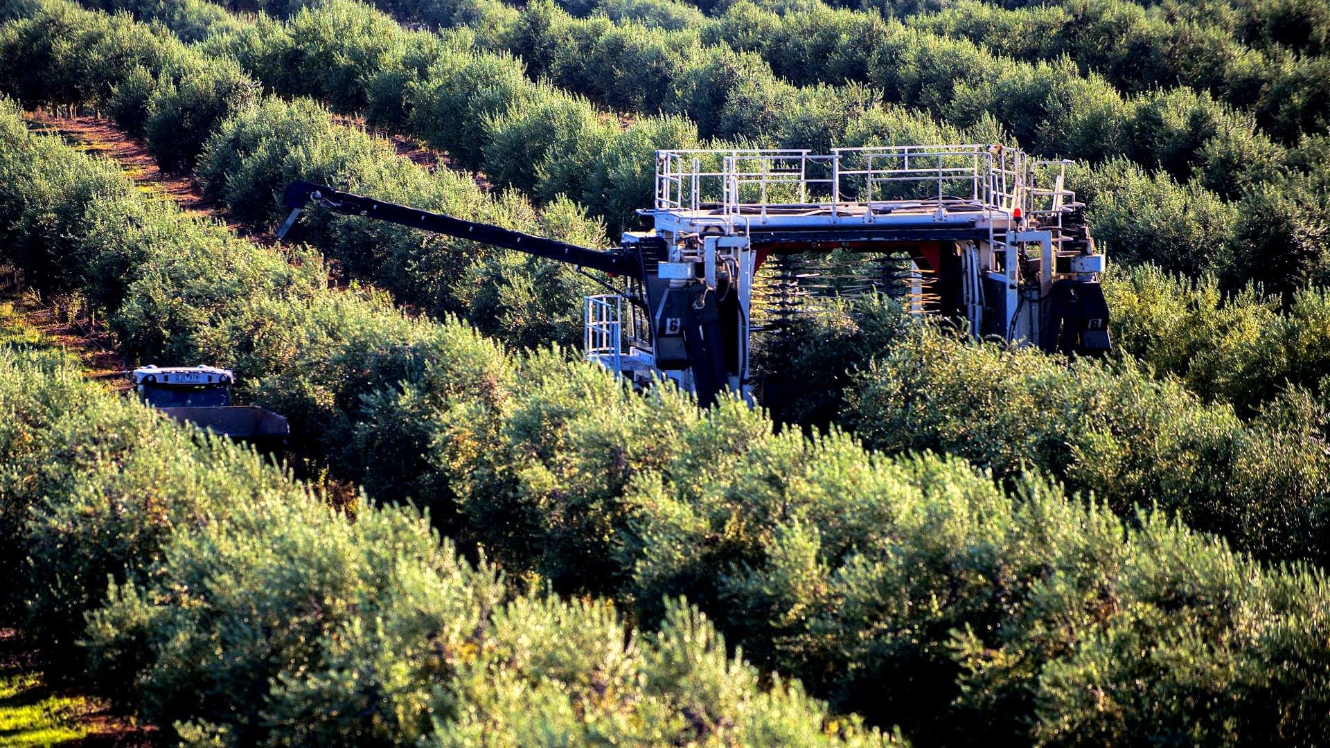 Olive harvesting machine operating in a grove of olive trees during the harvest season. - Olive Oil Times
