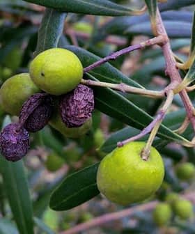 Branch of an olive tree featuring green and black olives among the leaves. - Olive Oil Times
