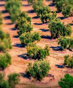 Aerial view of a cultivated olive grove with rows of olive trees in a field. - Olive Oil Times