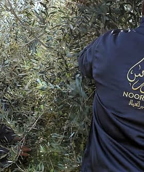 Two workers in dark jackets harvesting olives from an olive tree in a field. - Olive Oil Times