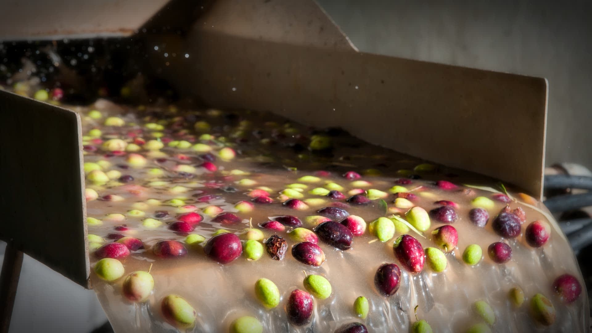 Freshly harvested olives flowing through a processing machine during olive oil production. - Olive Oil Times