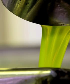 Green olive oil pouring from a metal spout into a container. - Olive Oil Times