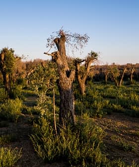 View of an olive grove with several olive trees and green underbrush in a natural setting. - Olive Oil Times