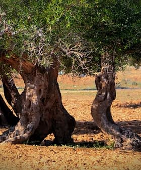 Group of olive trees with thick, gnarled trunks in a field. - Olive Oil Times