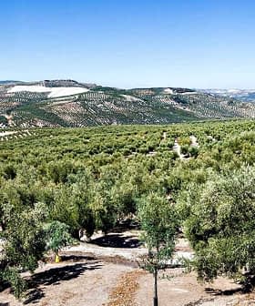 Panoramic view of a vast olive grove with rows of olive trees under a clear blue sky. - Olive Oil Times