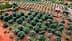 Aerial view of a lush olive grove with evenly spaced olive trees and red soil. - Olive Oil Times