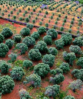 Aerial view of a lush olive grove with evenly spaced olive trees and red soil. - Olive Oil Times