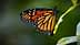 Close-up of a Monarch butterfly perched on a green leaf with vibrant orange and black wings. - Olive Oil Times