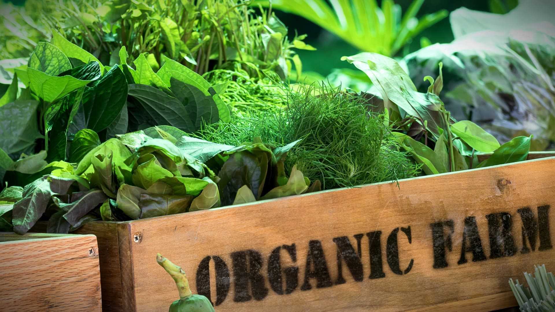 Wooden crate labeled 'Organic Farm' filled with various fresh greens and herbs. - Olive Oil Times